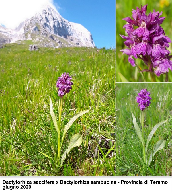 DACTYLORHIZA: immagini di una splendida orchidacea.